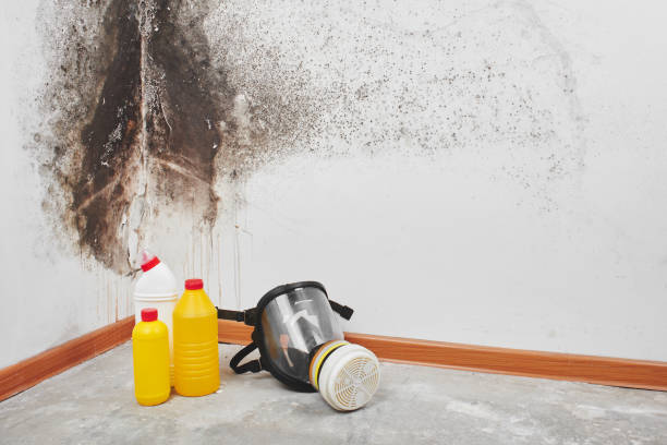 Best Office Mold Removal Services  in Millbrook, NY