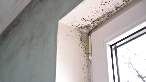 Best Attic Mold Removal  in Millbrook, NY