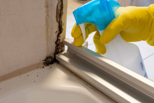 Mold Testing and Removal in Millbrook, NY