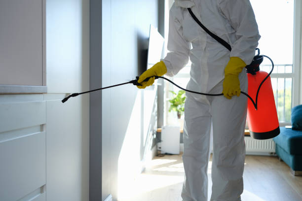 Best Toxic Mold Removal  in Millbrook, NY