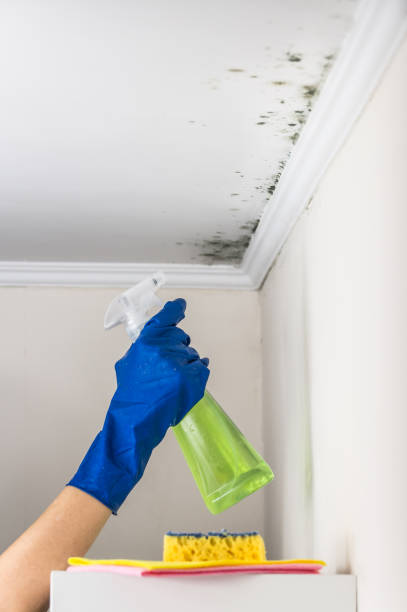Best Emergency Mold Removal  in Millbrook, NY
