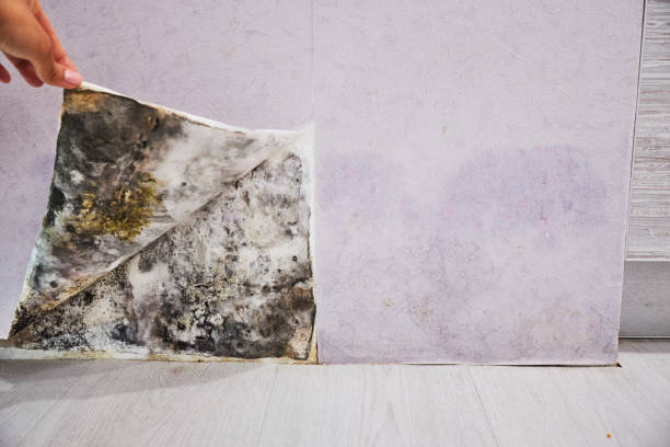 Best Mold Testing  in Millbrook, NY